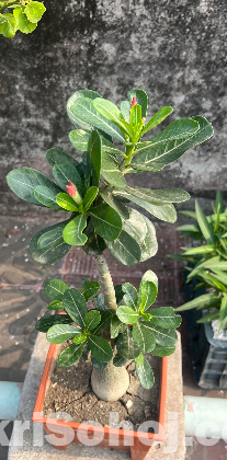 Adenium